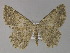  (Gnophos AH02Pk - BC ZSM Lep 29527)  @11 [ ] CreativeCommons - Attribution Non-Commercial Share-Alike (2010) Unspecified SNSB, Zoologische Staatssammlung Muenchen