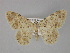  (Charissa AH03Tr - BC ZSM Lep 29537)  @11 [ ] CreativeCommons - Attribution Non-Commercial Share-Alike (2010) Unspecified SNSB, Zoologische Staatssammlung Muenchen