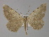  (Neognopharmia hoerhammeriAH01Tr - BC ZSM Lep 29540)  @11 [ ] CreativeCommons - Attribution Non-Commercial Share-Alike (2010) Unspecified SNSB, Zoologische Staatssammlung Muenchen