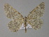  (Gnophos AH03Pk - BC ZSM Lep 29544)  @11 [ ] CreativeCommons - Attribution Non-Commercial Share-Alike (2010) Unspecified SNSB, Zoologische Staatssammlung Muenchen