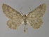  (Gnophos AH04Pk - BC ZSM Lep 29545)  @11 [ ] CreativeCommons - Attribution Non-Commercial Share-Alike (2010) Unspecified SNSB, Zoologische Staatssammlung Muenchen