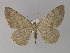  (Gnophos AH05Pk - BC ZSM Lep 29546)  @14 [ ] CreativeCommons - Attribution Non-Commercial Share-Alike (2010) Unspecified SNSB, Zoologische Staatssammlung Muenchen