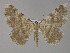  (Gnophos AH06Pk - BC ZSM Lep 29547)  @11 [ ] CreativeCommons - Attribution Non-Commercial Share-Alike (2010) Unspecified SNSB, Zoologische Staatssammlung Muenchen