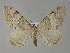  ( - BC ZSM Lep 29552)  @11 [ ] CreativeCommons - Attribution Non-Commercial Share-Alike (2010) Unspecified SNSB, Zoologische Staatssammlung Muenchen