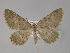  ( - BC ZSM Lep 29553)  @11 [ ] CreativeCommons - Attribution Non-Commercial Share-Alike (2010) Unspecified SNSB, Zoologische Staatssammlung Muenchen