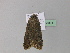  (Agrotis crassa - BC ZSM Lep 29571)  @11 [ ] CreativeCommons - Attribution Non-Commercial Share-Alike (2010) Unspecified SNSB, Zoologische Staatssammlung Muenchen