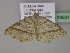  (Macaria sparsaria - BC ZSM Lep 29581)  @13 [ ] CreativeCommons - Attribution Non-Commercial Share-Alike (2010) Unspecified SNSB, Zoologische Staatssammlung Muenchen