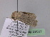  ( - BC ZSM Lep 29597)  @13 [ ] CreativeCommons - Attribution Non-Commercial Share-Alike (2010) Unspecified SNSB, Zoologische Staatssammlung Muenchen