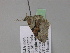  (Xanthorhoe designataAH01It - BC ZSM Lep 29612)  @11 [ ] CreativeCommons - Attribution Non-Commercial Share-Alike (2010) Unspecified SNSB, Zoologische Staatssammlung Muenchen