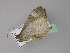  ( - BC ZSM Lep 29655)  @13 [ ] CreativeCommons - Attribution Non-Commercial Share-Alike (2010) Unspecified SNSB, Zoologische Staatssammlung Muenchen