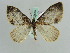  ( - BC ZSM Lep 29655)  @14 [ ] CreativeCommons - Attribution Non-Commercial Share-Alike (2010) Axel Hausmann/Bavarian State Collection of Zoology (ZSM) SNSB, Zoologische Staatssammlung Muenchen