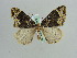  (Ecliptopera AH01Ch - BC ZSM Lep 29665)  @14 [ ] CreativeCommons - Attribution Non-Commercial Share-Alike (2010) Axel Hausmann/Bavarian State Collection of Zoology (ZSM) SNSB, Zoologische Staatssammlung Muenchen