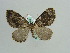  ( - BC ZSM Lep 29666)  @14 [ ] CreativeCommons - Attribution Non-Commercial Share-Alike (2010) Axel Hausmann/Bavarian State Collection of Zoology (ZSM) SNSB, Zoologische Staatssammlung Muenchen