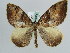  (Amnesicoma AH01Ch - BC ZSM Lep 29668)  @14 [ ] CreativeCommons - Attribution Non-Commercial Share-Alike (2010) Axel Hausmann/Bavarian State Collection of Zoology (ZSM) SNSB, Zoologische Staatssammlung Muenchen