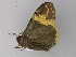  ( - BC ZSM Lep 29672)  @13 [ ] CreativeCommons - Attribution Non-Commercial Share-Alike (2010) Unspecified SNSB, Zoologische Staatssammlung Muenchen