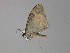  ( - BC ZSM Lep 29683)  @13 [ ] CreativeCommons - Attribution Non-Commercial Share-Alike (2010) Unspecified SNSB, Zoologische Staatssammlung Muenchen