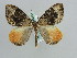  (Dysstroma AH02Ch - BC ZSM Lep 29683)  @14 [ ] CreativeCommons - Attribution Non-Commercial Share-Alike (2010) Axel Hausmann/Bavarian State Collection of Zoology (ZSM) SNSB, Zoologische Staatssammlung Muenchen