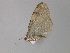  ( - BC ZSM Lep 29686)  @13 [ ] CreativeCommons - Attribution Non-Commercial Share-Alike (2010) Unspecified SNSB, Zoologische Staatssammlung Muenchen