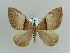  (Dysstroma AH05Ch - BC ZSM Lep 29686)  @14 [ ] CreativeCommons - Attribution Non-Commercial Share-Alike (2010) Axel Hausmann/Bavarian State Collection of Zoology (ZSM) SNSB, Zoologische Staatssammlung Muenchen