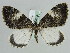  (Rheumaptera lugensAH01Ch - BC ZSM Lep 29707)  @14 [ ] CreativeCommons - Attribution Non-Commercial Share-Alike (2010) Axel Hausmann/Bavarian State Collection of Zoology (ZSM) SNSB, Zoologische Staatssammlung Muenchen