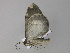  ( - BC ZSM Lep 29708)  @13 [ ] CreativeCommons - Attribution Non-Commercial Share-Alike (2010) Unspecified SNSB, Zoologische Staatssammlung Muenchen