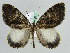  (Dysstroma AH07Ch - BC ZSM Lep 29708)  @14 [ ] CreativeCommons - Attribution Non-Commercial Share-Alike (2010) Axel Hausmann/Bavarian State Collection of Zoology (ZSM) SNSB, Zoologische Staatssammlung Muenchen