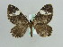  (Rheumaptera albiplaga - BC ZSM Lep 29713)  @14 [ ] CreativeCommons - Attribution Non-Commercial Share-Alike (2010) Axel Hausmann/Bavarian State Collection of Zoology (ZSM) SNSB, Zoologische Staatssammlung Muenchen