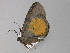  ( - BC ZSM Lep 29715)  @12 [ ] CreativeCommons - Attribution Non-Commercial Share-Alike (2010) Unspecified SNSB, Zoologische Staatssammlung Muenchen