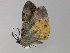  ( - BC ZSM Lep 29717)  @13 [ ] CreativeCommons - Attribution Non-Commercial Share-Alike (2010) Unspecified SNSB, Zoologische Staatssammlung Muenchen
