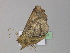  ( - BC ZSM Lep 29723)  @13 [ ] CreativeCommons - Attribution Non-Commercial Share-Alike (2010) Unspecified SNSB, Zoologische Staatssammlung Muenchen