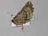  ( - BC ZSM Lep 29724)  @13 [ ] CreativeCommons - Attribution Non-Commercial Share-Alike (2010) Unspecified SNSB, Zoologische Staatssammlung Muenchen