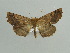  ( - BC ZSM Lep 29724)  @13 [ ] CreativeCommons - Attribution Non-Commercial Share-Alike (2010) Axel Hausmann/Bavarian State Collection of Zoology (ZSM) SNSB, Zoologische Staatssammlung Muenchen
