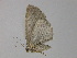 ( - BC ZSM Lep 29725)  @13 [ ] CreativeCommons - Attribution Non-Commercial Share-Alike (2010) Unspecified SNSB, Zoologische Staatssammlung Muenchen
