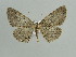  ( - BC ZSM Lep 29725)  @13 [ ] CreativeCommons - Attribution Non-Commercial Share-Alike (2010) Axel Hausmann/Bavarian State Collection of Zoology (ZSM) SNSB, Zoologische Staatssammlung Muenchen
