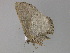  ( - BC ZSM Lep 29726)  @12 [ ] CreativeCommons - Attribution Non-Commercial Share-Alike (2010) Unspecified SNSB, Zoologische Staatssammlung Muenchen