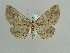  ( - BC ZSM Lep 29726)  @13 [ ] CreativeCommons - Attribution Non-Commercial Share-Alike (2010) Axel Hausmann/Bavarian State Collection of Zoology (ZSM) SNSB, Zoologische Staatssammlung Muenchen