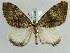  (Dysstroma AH06Ch - BC ZSM Lep 29728)  @14 [ ] CreativeCommons - Attribution Non-Commercial Share-Alike (2010) Axel Hausmann/Bavarian State Collection of Zoology (ZSM) SNSB, Zoologische Staatssammlung Muenchen