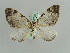  (Rheumaptera inanata - BC ZSM Lep 29729)  @14 [ ] CreativeCommons - Attribution Non-Commercial Share-Alike (2010) Axel Hausmann/Bavarian State Collection of Zoology (ZSM) SNSB, Zoologische Staatssammlung Muenchen