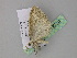 ( - BC ZSM Lep 29738)  @12 [ ] CreativeCommons - Attribution Non-Commercial Share-Alike (2010) Unspecified SNSB, Zoologische Staatssammlung Muenchen