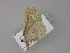  ( - BC ZSM Lep 29740)  @12 [ ] CreativeCommons - Attribution Non-Commercial Share-Alike (2010) Unspecified SNSB, Zoologische Staatssammlung Muenchen