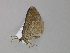  ( - BC ZSM Lep 29745)  @13 [ ] CreativeCommons - Attribution Non-Commercial Share-Alike (2010) Unspecified SNSB, Zoologische Staatssammlung Muenchen