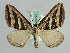  (Scotopteryx AH02Ch - BC ZSM Lep 29745)  @14 [ ] CreativeCommons - Attribution Non-Commercial Share-Alike (2010) Axel Hausmann/Bavarian State Collection of Zoology (ZSM) SNSB, Zoologische Staatssammlung Muenchen