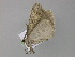  ( - BC ZSM Lep 29746)  @13 [ ] CreativeCommons - Attribution Non-Commercial Share-Alike (2010) Unspecified SNSB, Zoologische Staatssammlung Muenchen