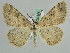  (Charissa AH01Ch - BC ZSM Lep 29746)  @14 [ ] CreativeCommons - Attribution Non-Commercial Share-Alike (2010) Axel Hausmann/Bavarian State Collection of Zoology (ZSM) SNSB, Zoologische Staatssammlung Muenchen