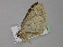  ( - BC ZSM Lep 29753)  @13 [ ] CreativeCommons - Attribution Non-Commercial Share-Alike (2010) Unspecified SNSB, Zoologische Staatssammlung Muenchen