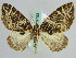  (Ecliptopera AH02Ch - BC ZSM Lep 29753)  @14 [ ] CreativeCommons - Attribution Non-Commercial Share-Alike (2010) Axel Hausmann/Bavarian State Collection of Zoology (ZSM) SNSB, Zoologische Staatssammlung Muenchen