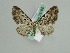  (Eupithecia AH02Ch - BC ZSM Lep 29760)  @13 [ ] CreativeCommons - Attribution Non-Commercial Share-Alike (2010) Axel Hausmann/Bavarian State Collection of Zoology (ZSM) SNSB, Zoologische Staatssammlung Muenchen