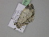  ( - BC ZSM Lep 29775)  @12 [ ] CreativeCommons - Attribution Non-Commercial Share-Alike (2010) Unspecified SNSB, Zoologische Staatssammlung Muenchen