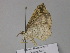  ( - BC ZSM Lep 29781)  @13 [ ] CreativeCommons - Attribution Non-Commercial Share-Alike (2010) Unspecified SNSB, Zoologische Staatssammlung Muenchen