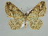  (Laciniodes - BC ZSM Lep 29781)  @15 [ ] CreativeCommons - Attribution Non-Commercial Share-Alike (2010) Axel Hausmann/Bavarian State Collection of Zoology (ZSM) SNSB, Zoologische Staatssammlung Muenchen
